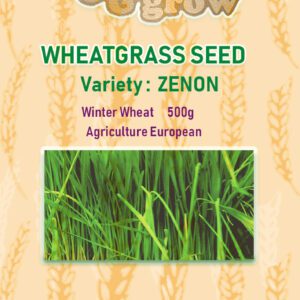 Wheatgrass- MicroGreens - Image 5
